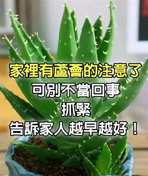 蘆薈風水|家裡種蘆薈好嗎？風水專家：蘆薈可吸甲醛、興旺家庭